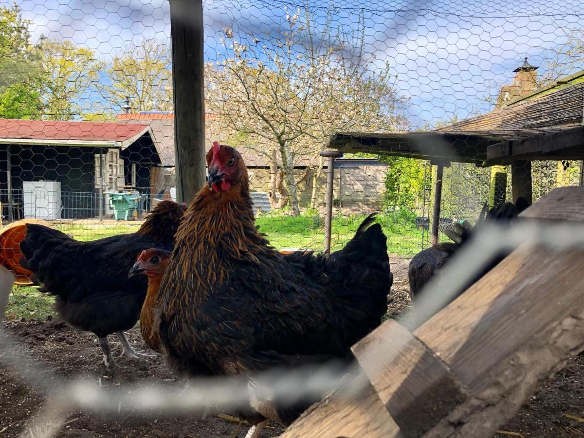 Hoeve Te Gast - Vakantieboerderij Groet Εξωτερικό φωτογραφία